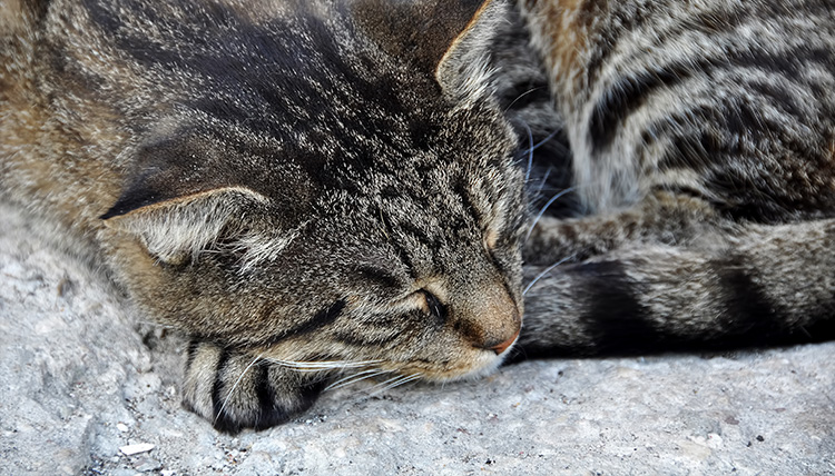 ペットロスにならないお別れの方法
