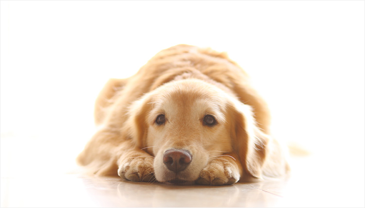 ペット葬儀までにやっておくべき最後の仕事