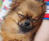 ペット葬儀110番