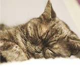 ペット葬儀110番