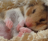 ペット葬儀110番